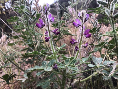 Lupinus hirsutissimus (Stinging Lupine) (alternate view 2)