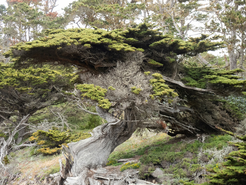 Hesperocyparis (western cypresses)