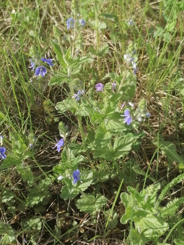 Veronica chamaedrys (Germander Speedwell)