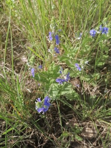 Veronica chamaedrys (Germander Speedwell)