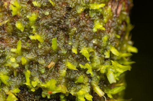 Radula complanata (Flat-leaved Scalewort)