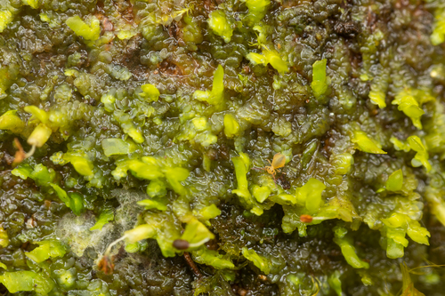Radula complanata (Flat-leaved Scalewort)