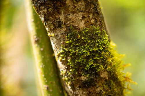 Radula complanata (Flat-leaved Scalewort)