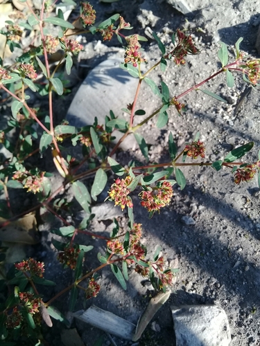 Euphorbia nutans (nodding spurge) (alternate view 2)