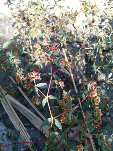 Euphorbia nutans (nodding spurge) (alternate view 3)