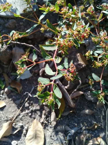 Euphorbia nutans (nodding spurge) (alternate view 4)