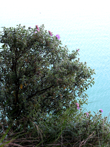 Cistus creticus