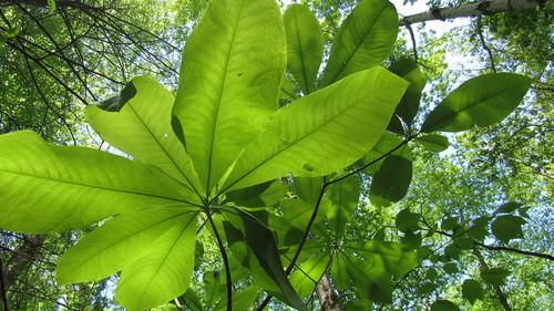 Magnolia tripetala (umbrella magnolia) (alternate view 5)