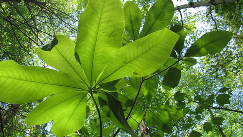 Magnolia tripetala (umbrella magnolia) (alternate view 6)