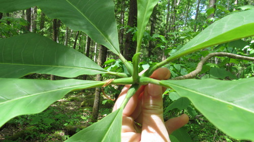 Magnolia tripetala (umbrella magnolia) (alternate view 7)