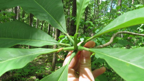 Magnolia tripetala (umbrella magnolia) (alternate view 8)
