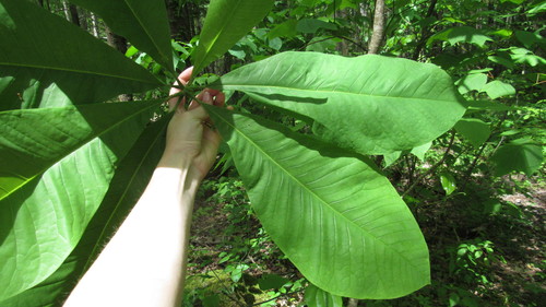 Magnolia tripetala (umbrella magnolia) (alternate view 9)