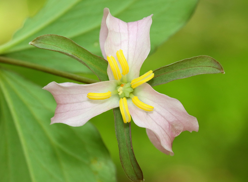 Trillium catesbaei (bashful wakerobin)