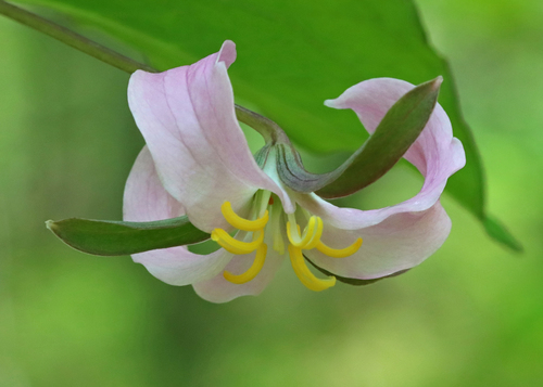 Trillium catesbaei (bashful wakerobin) (alternate view 2)