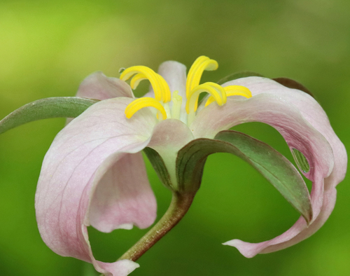 Trillium catesbaei (bashful wakerobin) (alternate view 3)