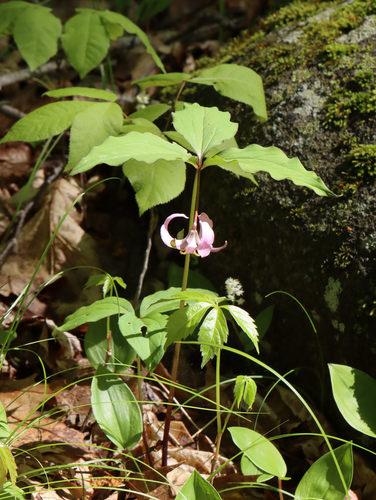 Trillium catesbaei (bashful wakerobin) (alternate view 4)