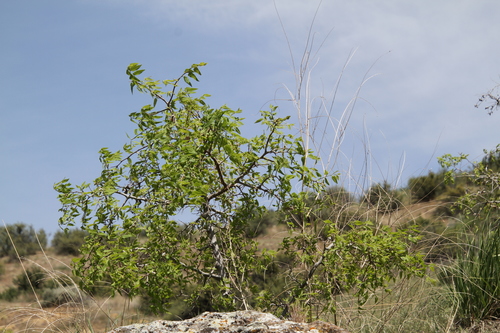 Celtis reticulata (netleaf hackberry) (alternate view 3)