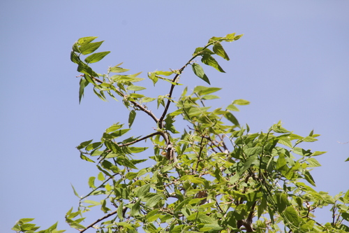 Celtis reticulata (netleaf hackberry) (alternate view 4)