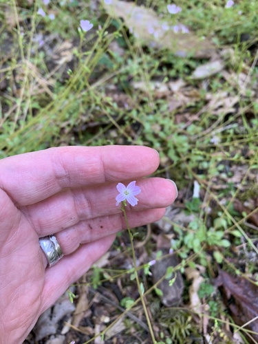 Montia parvifolia (Littleleaf Miner's-Lettuce)