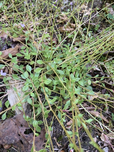 Montia parvifolia (Littleleaf Miner's-Lettuce) (alternate view 2)