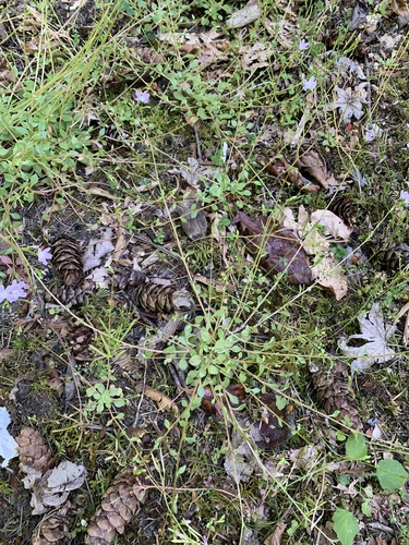 Montia parvifolia (Littleleaf Miner's-Lettuce) (alternate view 3)