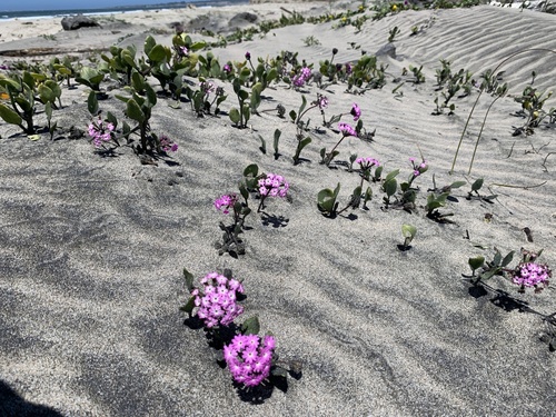 Abronia umbellata (Pink Sand Verbena) (alternate view 3)