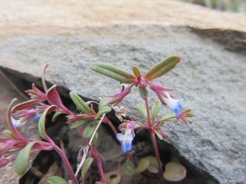 Collinsia parviflora (small-flowered blue-eyed mary) (alternate view 2)