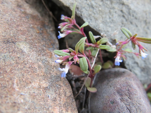 Collinsia parviflora (small-flowered blue-eyed mary) (alternate view 3)