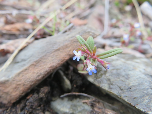 Collinsia parviflora (small-flowered blue-eyed mary) (alternate view 4)