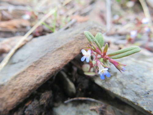 Collinsia parviflora (small-flowered blue-eyed mary) (alternate view 5)