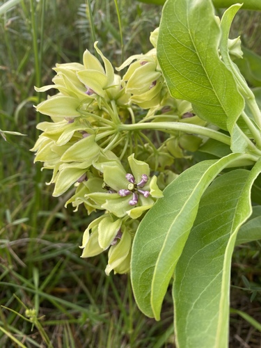 Asclepias viridis (green antelopehorns)