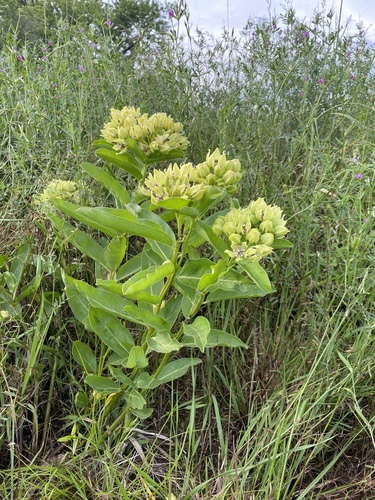 Asclepias viridis (green antelopehorns)