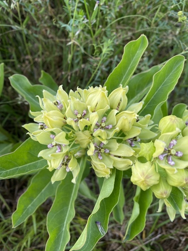 Asclepias viridis (green antelopehorns)