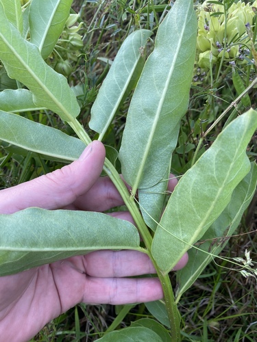 Asclepias viridis (green antelopehorns)