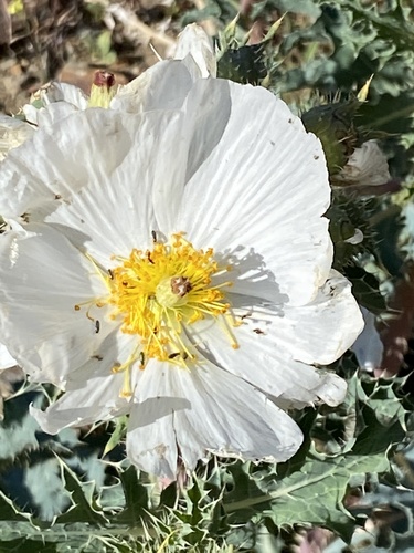 Argemone munita (flatbud prickly poppy) (alternate view 6)