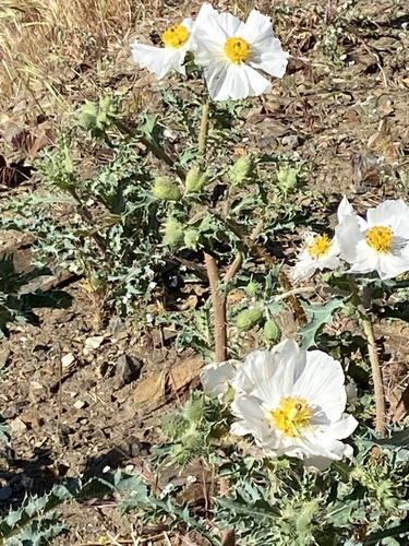 Argemone munita (flatbud prickly poppy) (alternate view 7)