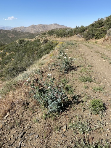 Argemone munita (flatbud prickly poppy) (alternate view 8)
