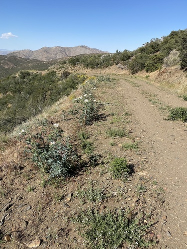 Argemone munita (flatbud prickly poppy) (alternate view 9)