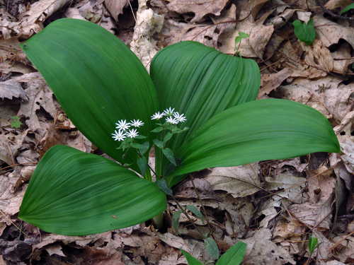 Stellaria pubera (star chickweed) (alternate view 9)