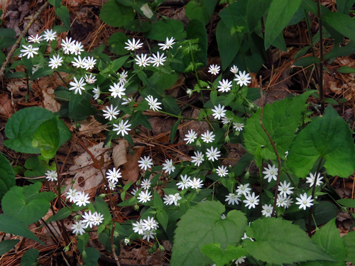 Stellaria pubera (star chickweed) (alternate view 7)