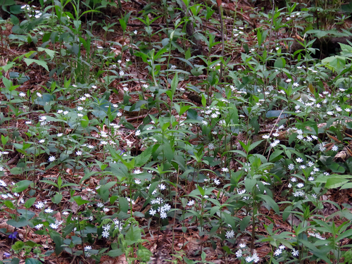 Stellaria pubera (star chickweed) (alternate view 8)