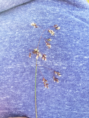 Anthoxanthum (sweetgrasses)