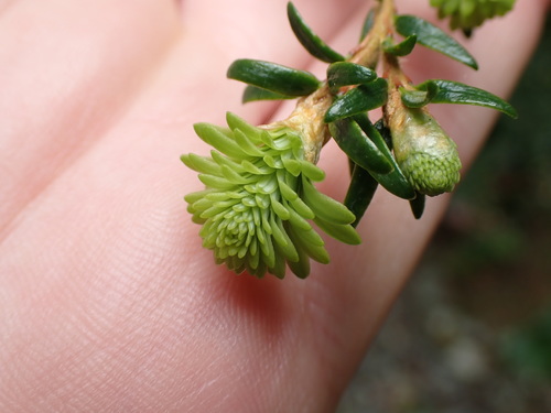 Tsuga heterophylla (western hemlock) (alternate view 3)