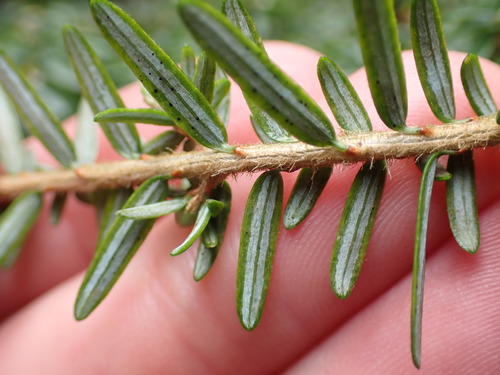 Tsuga heterophylla (western hemlock) (alternate view 4)
