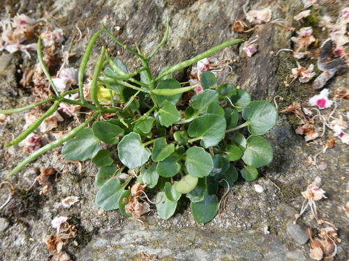 Barbarea (wintercresses) (alternate view 5)