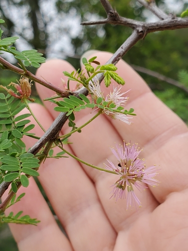 Mimosa (Sensitive Plants)