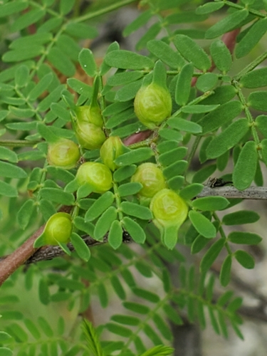 Mimosa (Sensitive Plants) (alternate view 2)