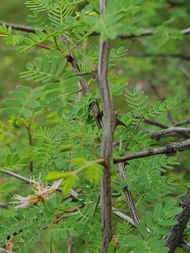 Mimosa (Sensitive Plants) (alternate view 3)