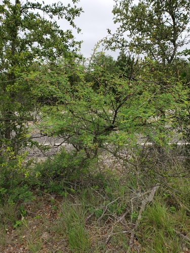 Mimosa (Sensitive Plants) (alternate view 4)