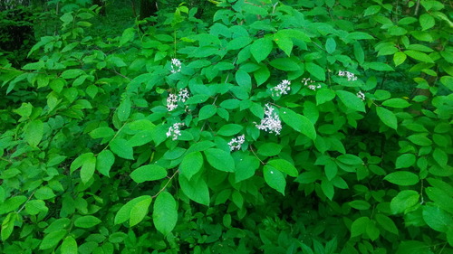Prunus padus (bird cherry)